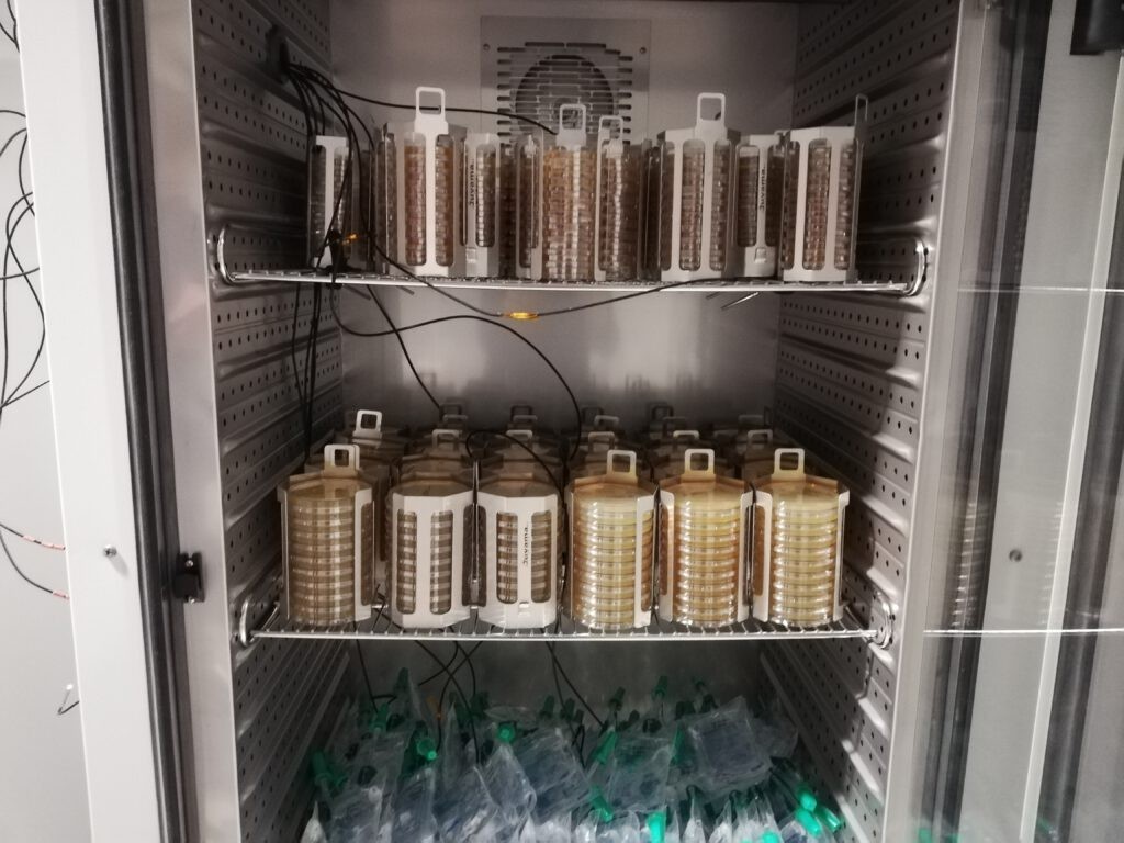 Professioneel petrischaalrek